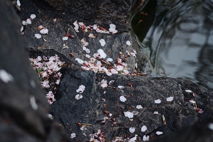 生命的流轉(zhuǎn)與美的永恒，落花若新頌