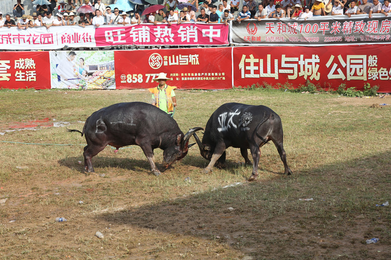 凱里斗牛新篇章，傳統(tǒng)與現(xiàn)代的完美融合